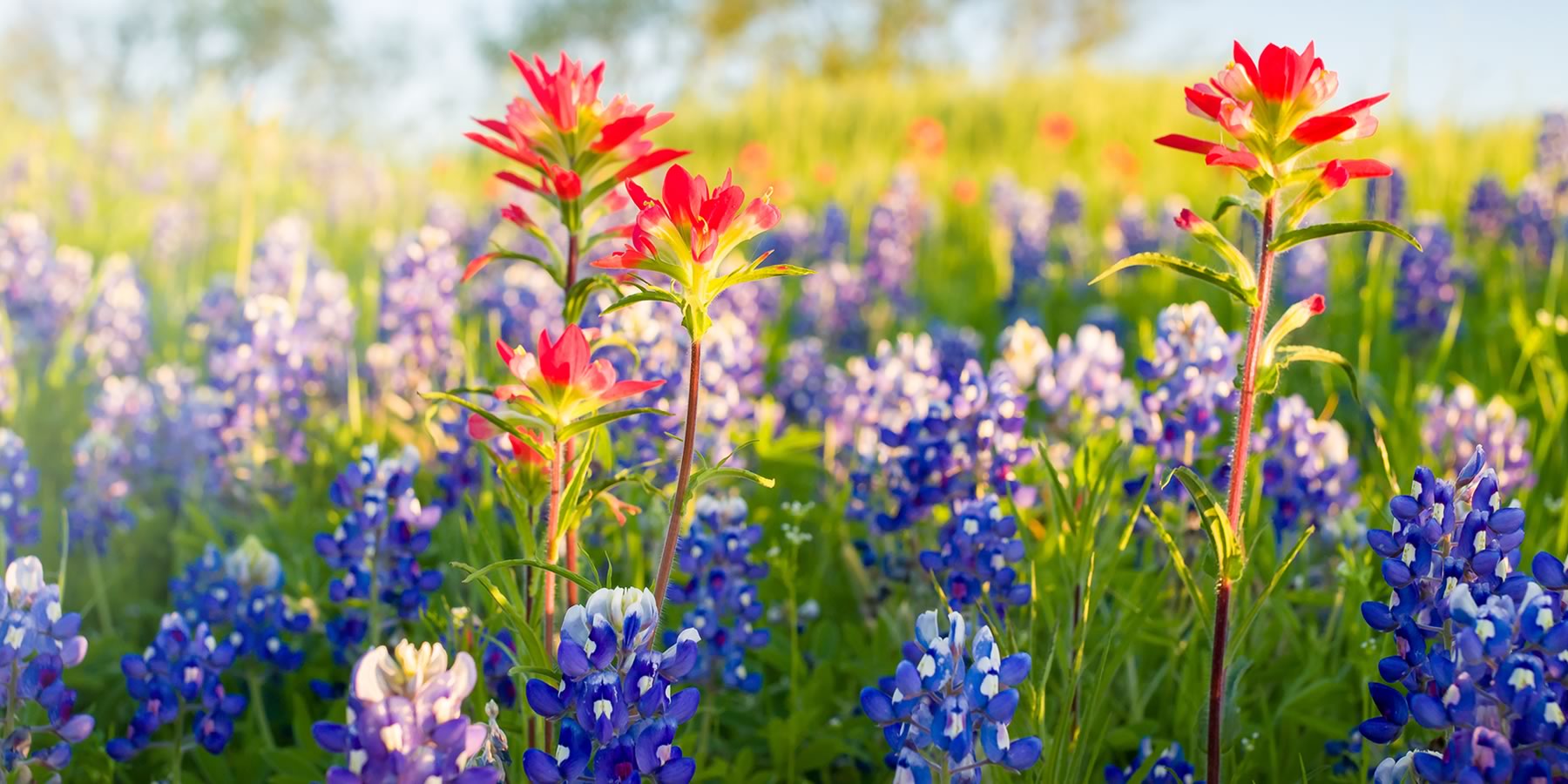 Texas bluebonnets and Indian paintbrush in bloom near Floresville